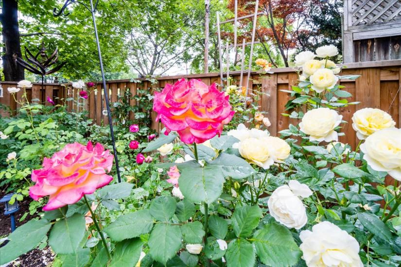 Property listing for 310 Locke St. S., Hamilton, ON